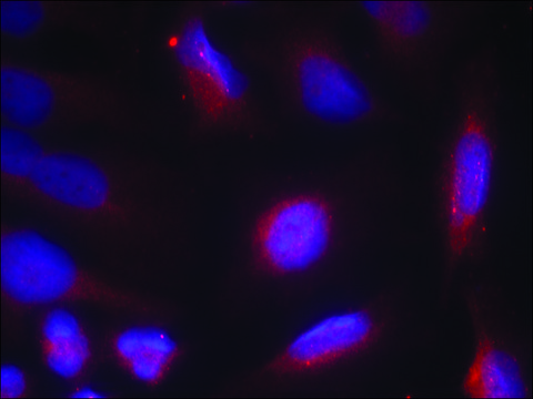 Anti-phospho-NTRK1 (pSer791) antibody produced in rabbit affinity isolated antibody