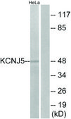 Anti-KCNJ5 antibody produced in rabbit affinity isolated antibody