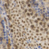 Anti-HuR/ELAVL1 antibody produced in rabbit