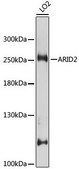 Anti-ARID2 antibody produced in rabbit