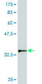 Monoclonal Anti-SKP1A, (C-terminal) antibody produced in mouse clone 2E6, purified immunoglobulin, buffered aqueous solution