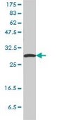Monoclonal Anti-SFN antibody produced in mouse clone 3C3, purified immunoglobulin, buffered aqueous solution