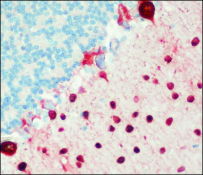 Anti-Parvalbumin antibody, Mouse monoclonal clone PARV-19, purified from hybridoma cell culture