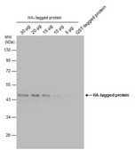 Monoclonal Anti-HA tag antibody produced in mouse clone GT423, affinity isolated antibody