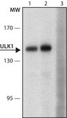 Anti-ULK1 antibody produced in rabbit ~1.0&#160;mg/mL, affinity isolated antibody