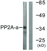 Anti-PP2A-&#945; antibody produced in rabbit affinity isolated antibody