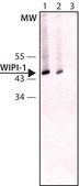 Anti-WIPI-1 (C-terminal) antibody produced in rabbit ~1.0&#160;mg/mL, affinity isolated antibody, buffered aqueous solution