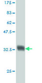 Monoclonal Anti-NDUFA9 antibody produced in mouse clone 3D7, purified immunoglobulin, buffered aqueous solution