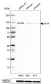 Anti-DAXX antibody produced in rabbit Prestige Antibodies&#174; Powered by Atlas Antibodies, affinity isolated antibody, buffered aqueous glycerol solution