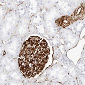 Anti-NES antibody produced in rabbit Prestige Antibodies&#174; Powered by Atlas Antibodies, affinity isolated antibody, buffered aqueous glycerol solution