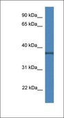 Anti-WNT3A antibody produced in rabbit affinity isolated antibody
