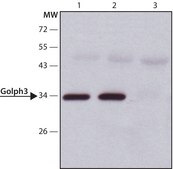 Anti-Golph3 (N-terminal) antibody produced in rabbit ~1.0&#160;mg/mL, affinity isolated antibody