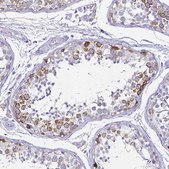 Anti-CCNB1 antibody produced in rabbit Prestige Antibodies® Powered by Atlas Antibodies, affinity isolated antibody