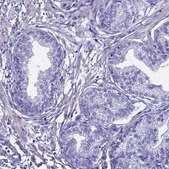 Anti-FAM166B antibody produced in rabbit Prestige Antibodies&#174; Powered by Atlas Antibodies, affinity isolated antibody, buffered aqueous glycerol solution