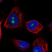 Anti-LRRC23 antibody produced in rabbit Prestige Antibodies&#174; Powered by Atlas Antibodies, affinity isolated antibody, buffered aqueous glycerol solution