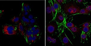 Anti-RINT-1 Antibody from rabbit, purified by affinity chromatography