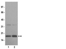 Anti-acetyl-Histone H3 (Lys14) Antibody serum, Upstate&#174;