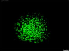 Anti-OCT-4 [POU5F1] Antibody, clone 7F9.2, Alexa Fluor&#8482; 488 conjugate clone 7F9.2, from mouse, ALEXA FLUOR&#8482; 488