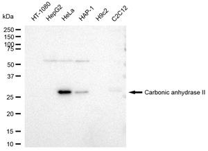 KD-Validated Anti Carbonic anhydrase II Antibody, clone 23GB3300, Rabbit Monoclonal clone 23GB3300, recombinant rabbit monoclonal, expressed in HEK293 cells