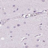 Anti-POMC antibody produced in rabbit Prestige Antibodies&#174; Powered by Atlas Antibodies, affinity isolated antibody