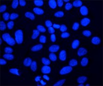 bisBenzimide H 33258 &#8805;98% (HPLC and TLC)
