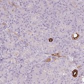 Anti-SCTR antibody produced in rabbit Prestige Antibodies&#174; Powered by Atlas Antibodies, affinity isolated antibody, buffered aqueous glycerol solution