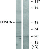 Anti-EDNRA antibody produced in rabbit affinity isolated antibody