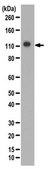 Anti-phospho ULK1 Antibody (Ser777) from rabbit, purified by affinity chromatography