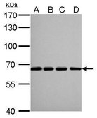 Monoclonal Anti-Lamin B2 antibody produced in mouse clone GT144, affinity isolated antibody