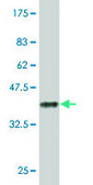 Monoclonal Anti-GADD45A antibody produced in mouse clone 3D12, purified immunoglobulin, buffered aqueous solution