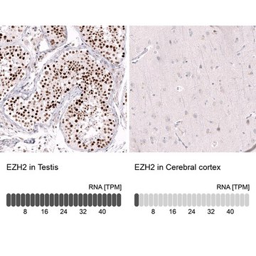 Monoclonal Anti-EZH2 antibody produced in mouse Prestige Antibodies® Powered by Atlas Antibodies, clone CL11915, purified immunoglobulin, buffered aqueous glycerol solution