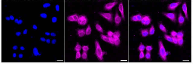 KD-Validated Anti PPP2R5E Antibody, clone 24GB1215, Rabbit Monoclonal clone 24GB1215, recombinant rabbit monoclonal, expressed in HEK293 cells