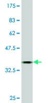 Monoclonal Anti-CAND1 antibody produced in mouse clone 5F2, purified immunoglobulin, buffered aqueous solution