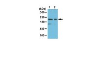 Anti-DNMT1 Antibody, Ac-4K from rabbit