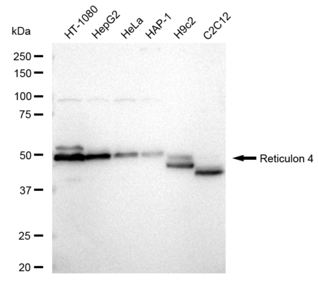 Anti Reticulon 4 Antibody, clone 24GB1210, Rabbit Monoclonal clone 24GB1210, recombinant rabbit monoclonal, expressed in HEK293 cells