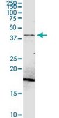 Anti-PDHA2 antibody produced in rabbit purified immunoglobulin, buffered aqueous solution