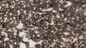 Anti-HLA Class I Antigens Antibody, clone W6/32 clone W6/32, from mouse