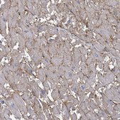Anti-BSG antibody produced in rabbit Prestige Antibodies&#174; Powered by Atlas Antibodies, affinity isolated antibody, buffered aqueous glycerol solution