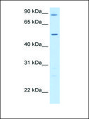 Anti-GPT (AB1) antibody produced in rabbit IgG fraction of antiserum