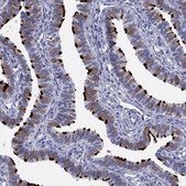 Anti-DNALI1 antibody produced in rabbit Prestige Antibodies&#174; Powered by Atlas Antibodies, affinity isolated antibody, buffered aqueous glycerol solution