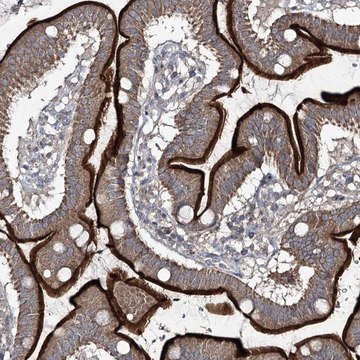 Anti-FANCL antibody produced in rabbit Prestige Antibodies&#174; Powered by Atlas Antibodies, affinity isolated antibody, buffered aqueous glycerol solution