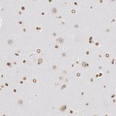 ANTI-SUN2 antibody produced in rabbit Prestige Antibodies&#174; Powered by Atlas Antibodies, affinity isolated antibody, buffered aqueous glycerol solution