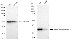 KD-Validated Anti Malate dehydrogenase 2 Antibody, clone 23GB2325, Rabbit Monoclonal clone 23GB2325, recombinant rabbit monoclonal, expressed in HEK293 cells