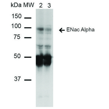Monoclonal Anti-ENaC alpha-Allophycocyanin antibody produced in mouse clone 14E10