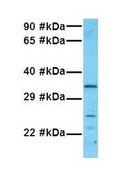 Anti-SOX2 antibody produced in rabbit IgG fraction of antiserum