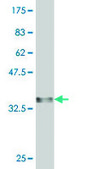 Monoclonal Anti-AMY1A antibody produced in mouse clone 2D4, purified immunoglobulin, buffered aqueous solution