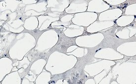 Anti-FABP4 Antibody, clone 1J20 ZooMAb® Rabbit Monoclonal recombinant, expressed in HEK 293 cells