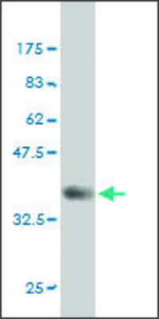 Monoclonal Anti-FYN antibody produced in mouse clone 1A3, purified immunoglobulin, buffered aqueous solution