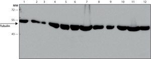 Anti-&#946;-tubulin antibody, Mouse monoclonal clone 2-28-33, purified from hybridoma cell culture