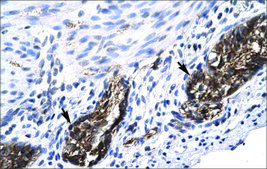 Anti-E2F4 antibody produced in rabbit affinity isolated antibody